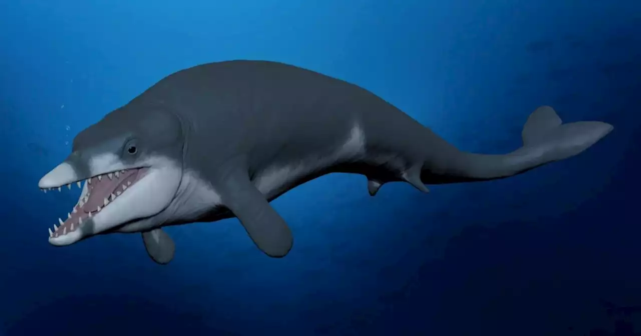 Tiny 41-million-year-old whale named after famously small leader