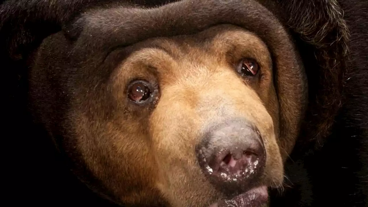 Sun Bear | National Geographic