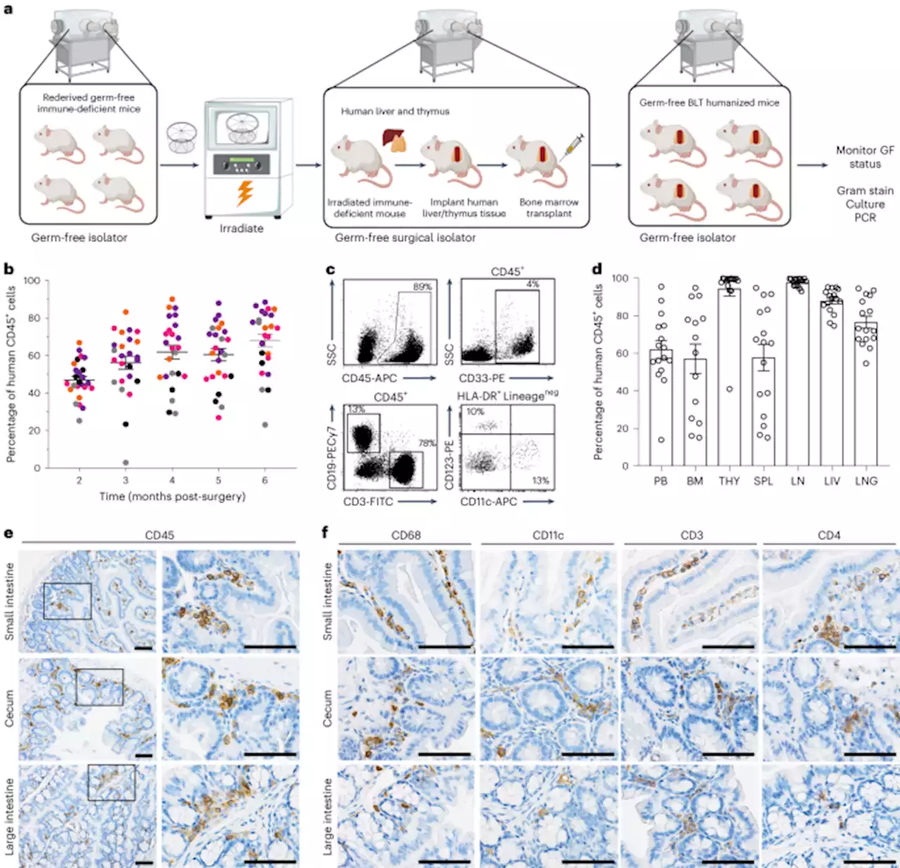 A germ-free humanized mouse model shows the contribution of resident microbiota to human-specific pathogen infection - Nature Biotechnology