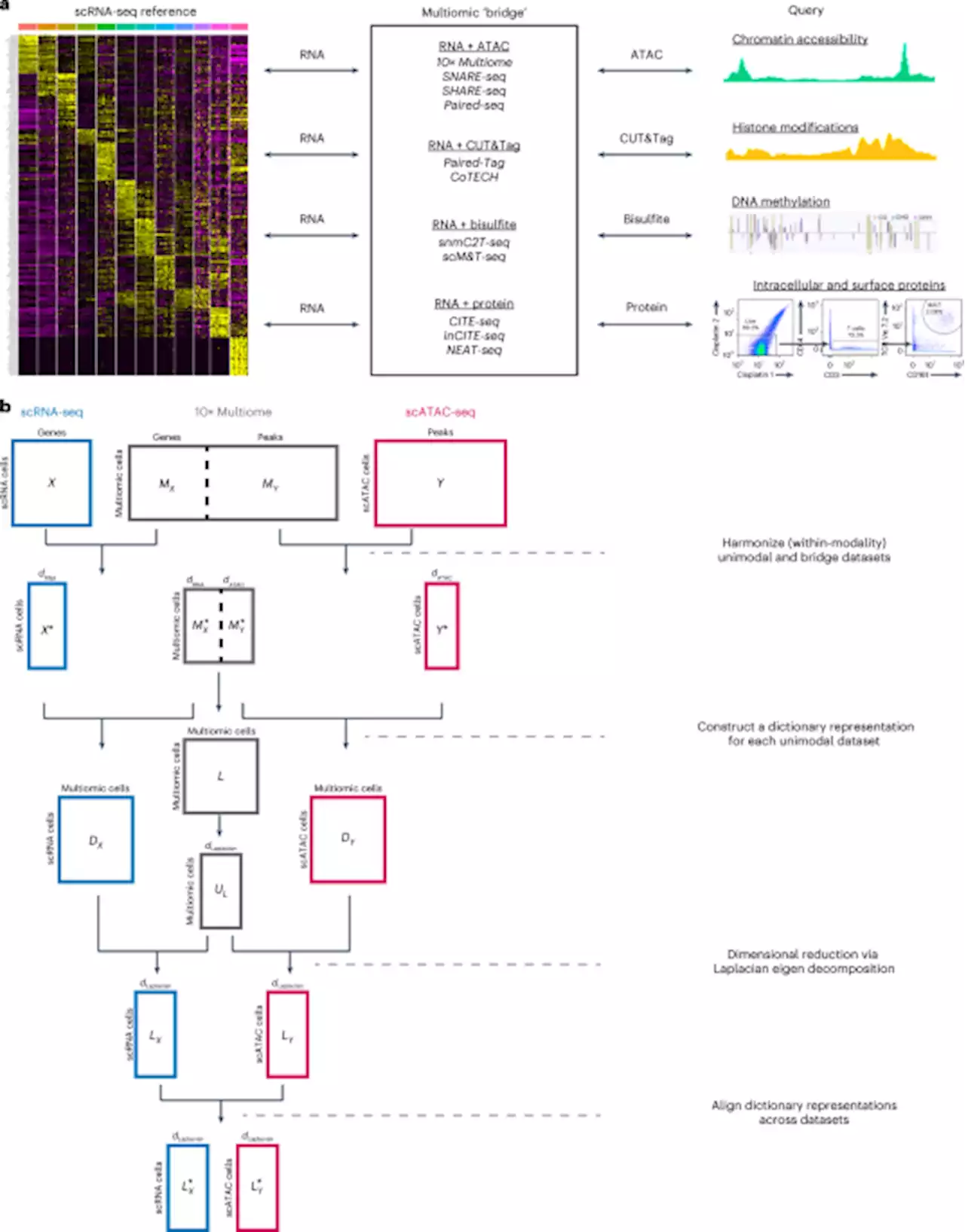 Dictionary learning for integrative, multimodal and scalable single-cell analysis - Nature Biotechnology