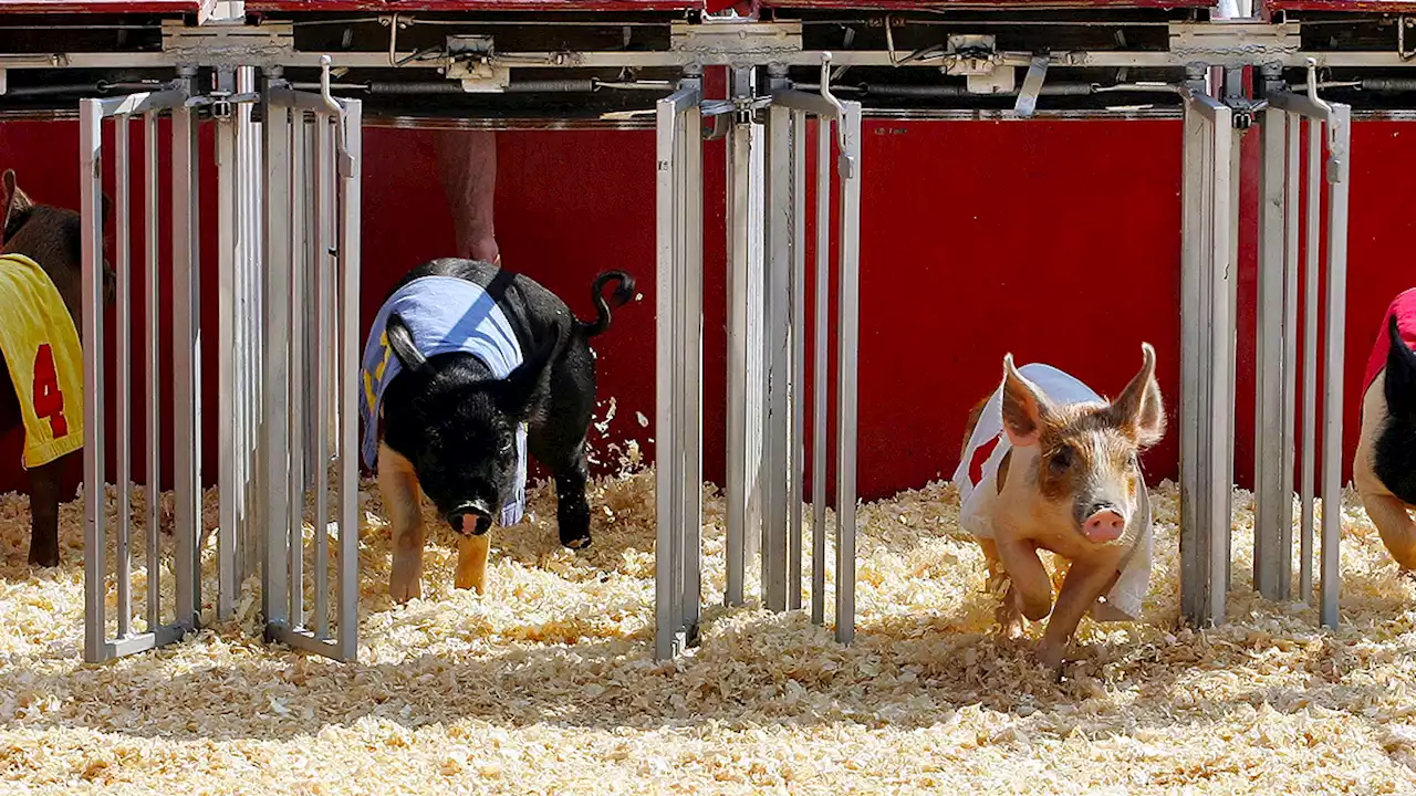 Illinois State Fair kicks off Thursday with theme days, discounts and more