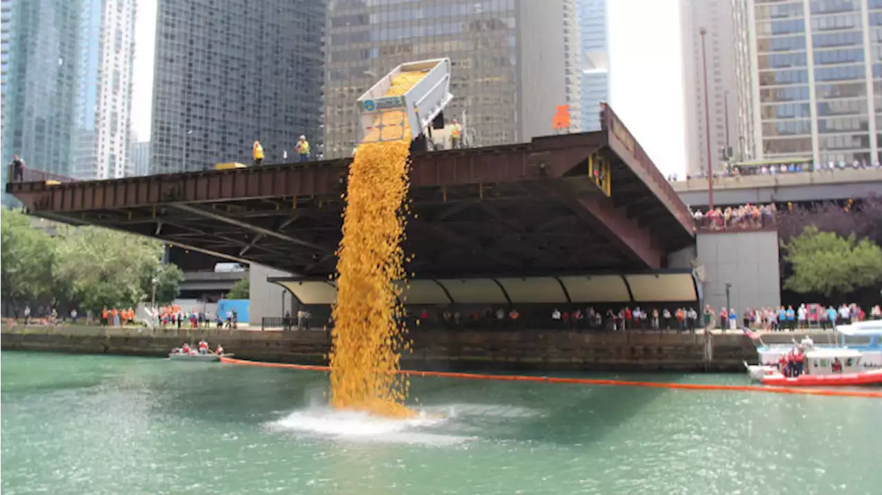 More than 70,000 rubber ducks will splash into the Chicago River on Thursday