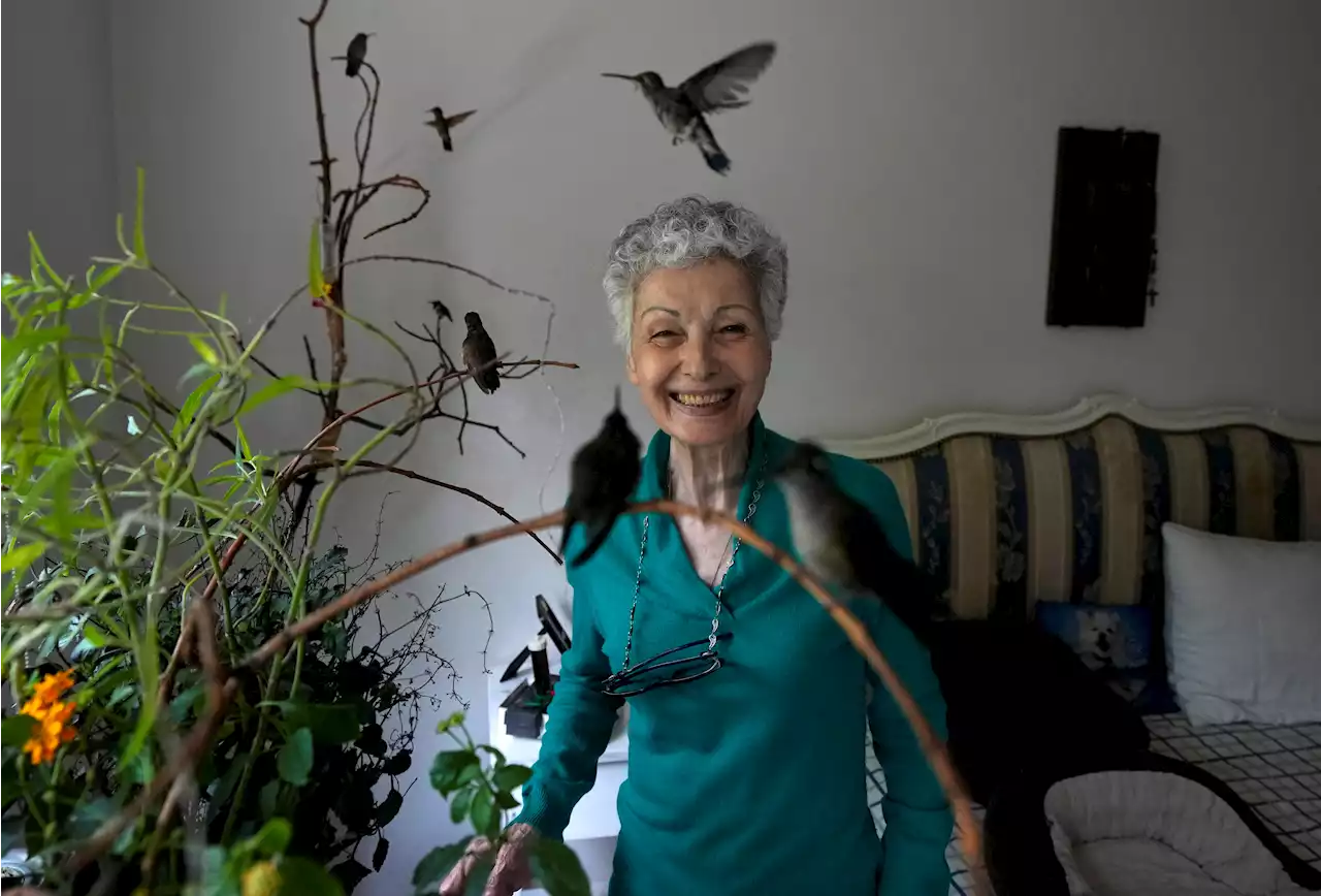 Woman cares for ailing hummingbirds in her apartment in Mexico City