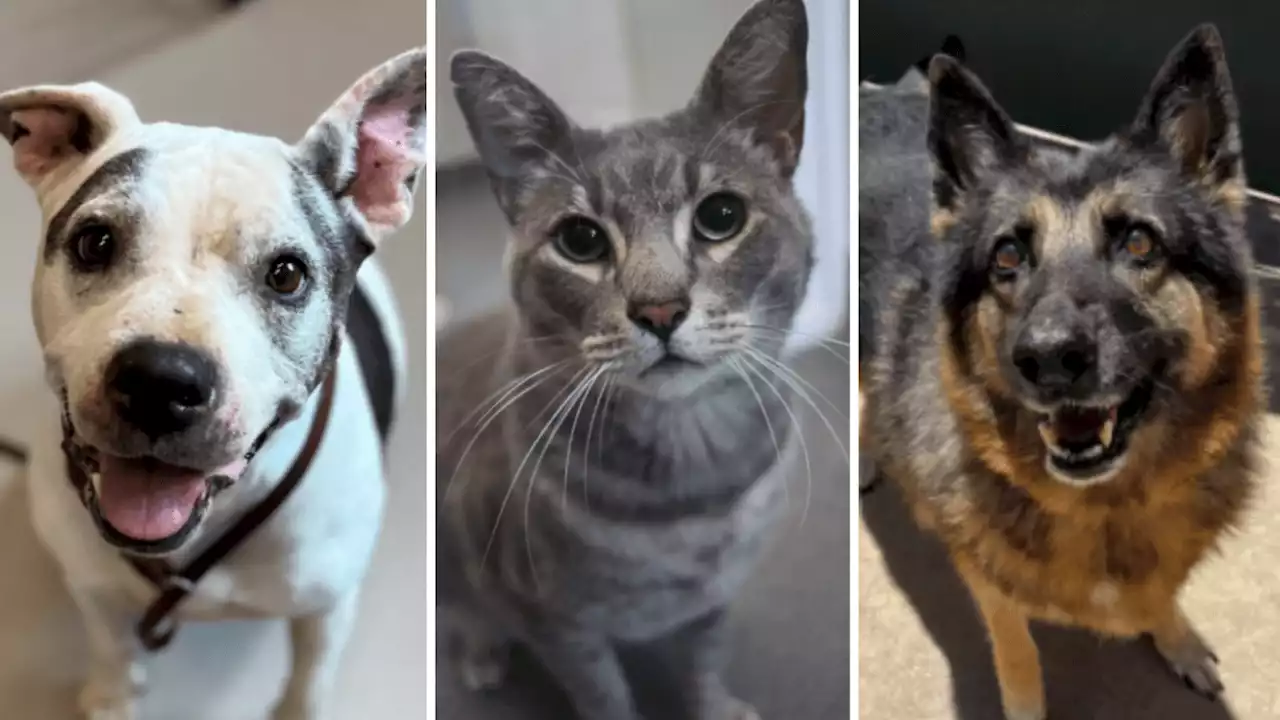 These stunning senior pets in San Diego County are still searching for homes