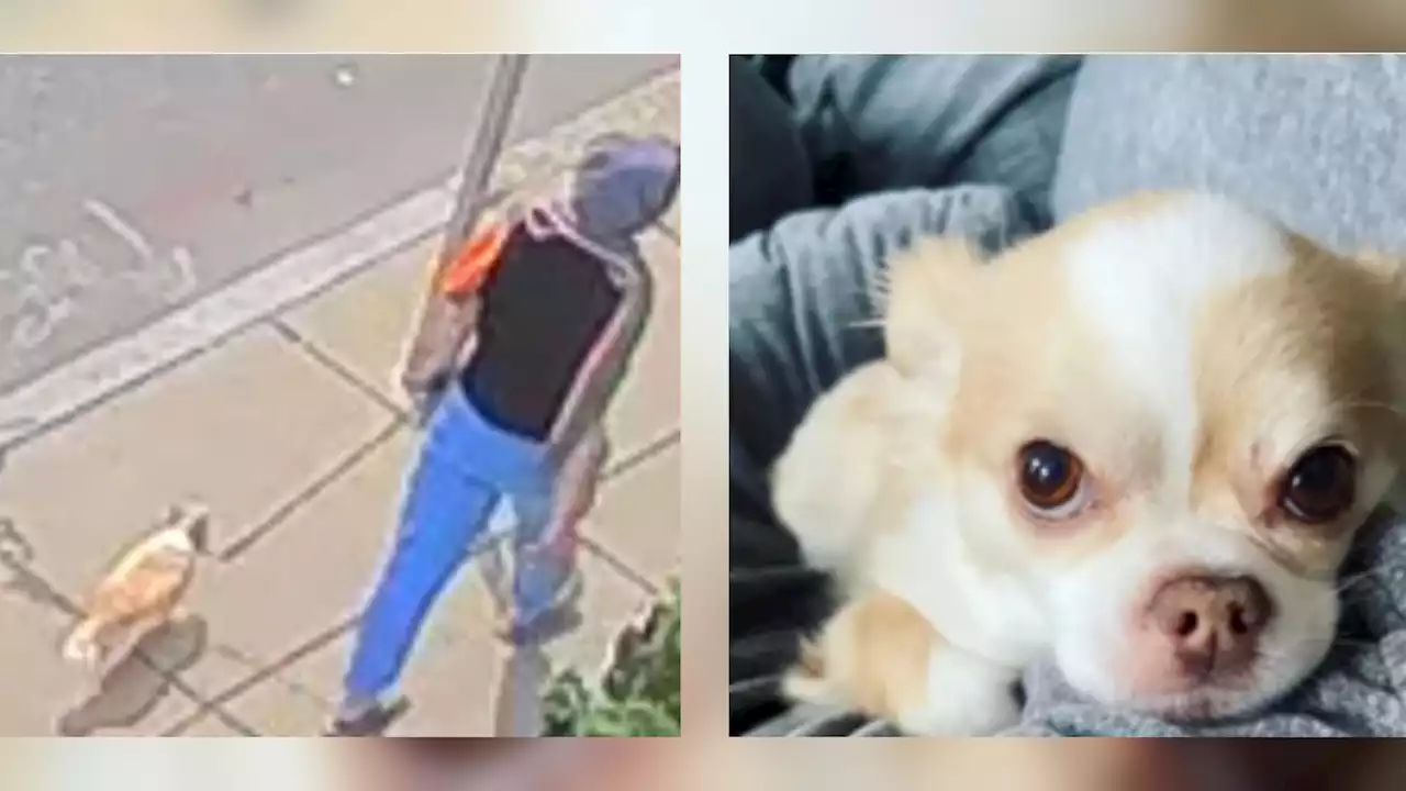 Stolen chihuahua recovered by Boston police, woman arrested