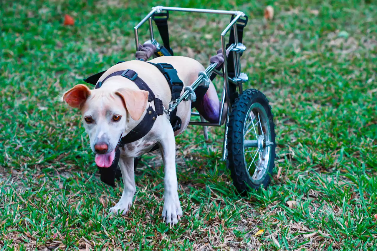 Paralyzed dog with wheelchair zoomies melts hearts: 'She is on fire'