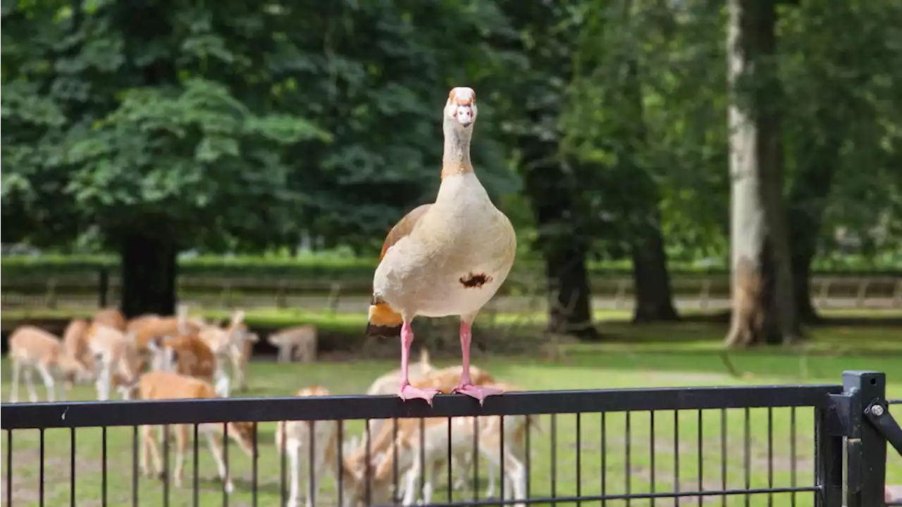 Haarlemse boerderij na weken eindelijk weer open