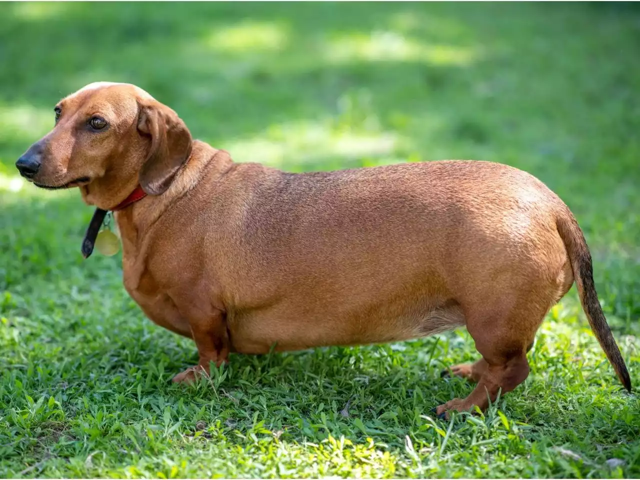 Miss Manners: Please don’t fat shame my dog!