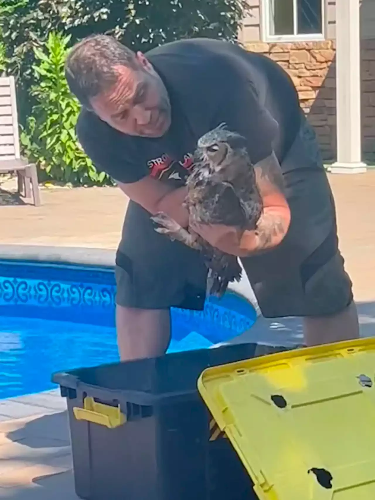 Owl is rescued from LI pool, homeowner criticized online