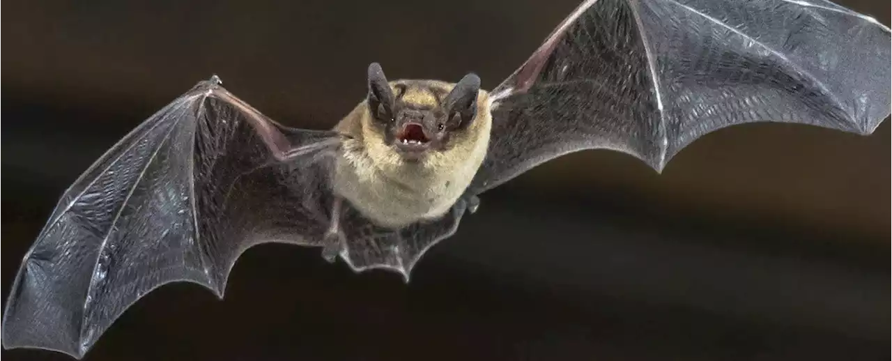 Something Is Keeping Bats Away From Solar Farms And It Could Be a Problem