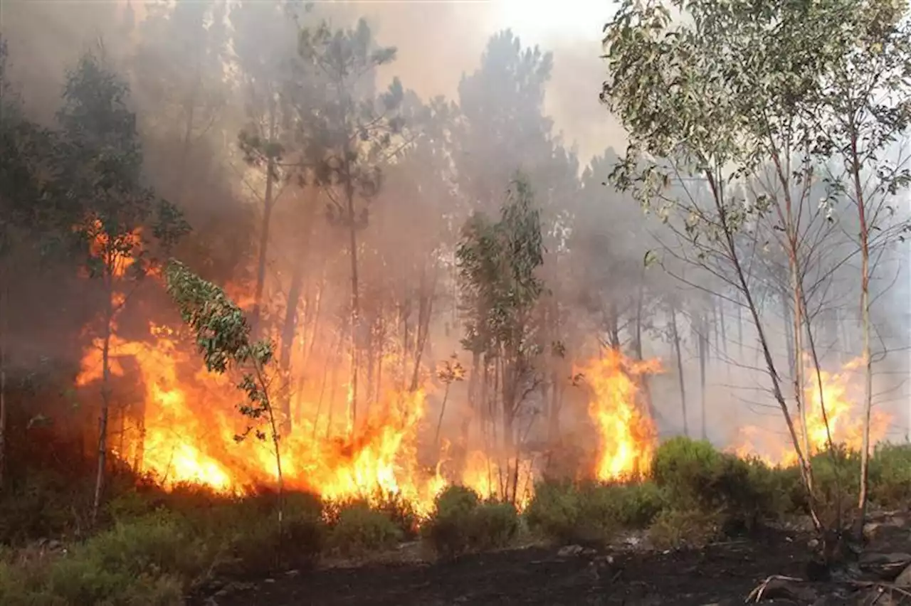 Jovem de 17 anos e homem de 30 detidos por incêndios em Albergaria a Velha