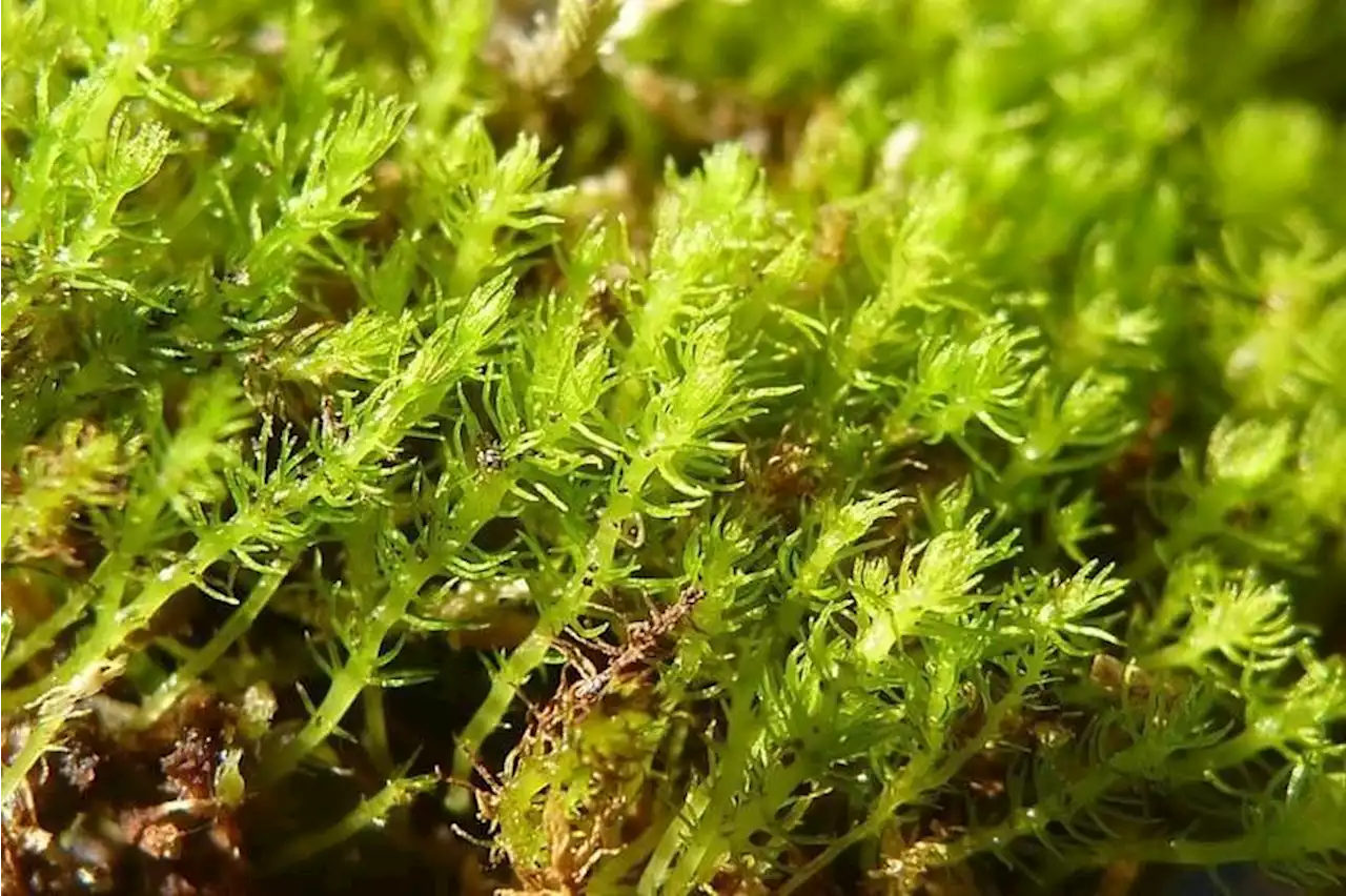 This moss survived 165 million years but climate change is killing it