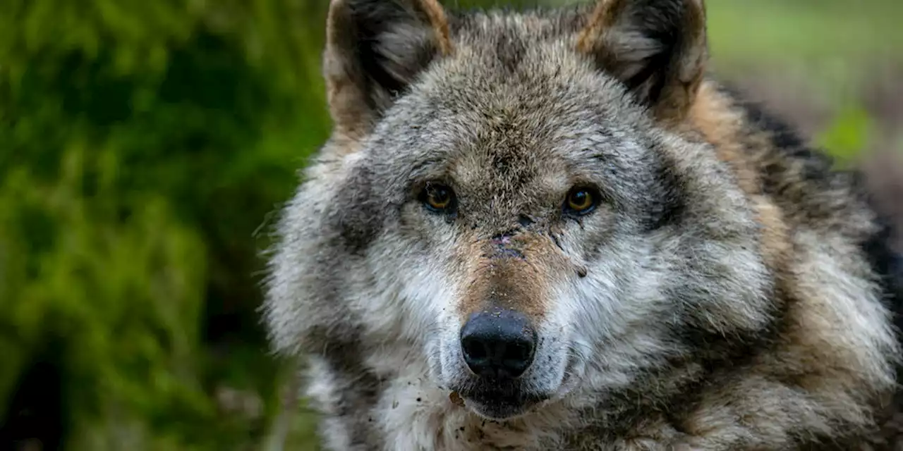 Übergriffe von Wölfen auf Nutztiere: So viele Wolfsrisse wie nie zuvor