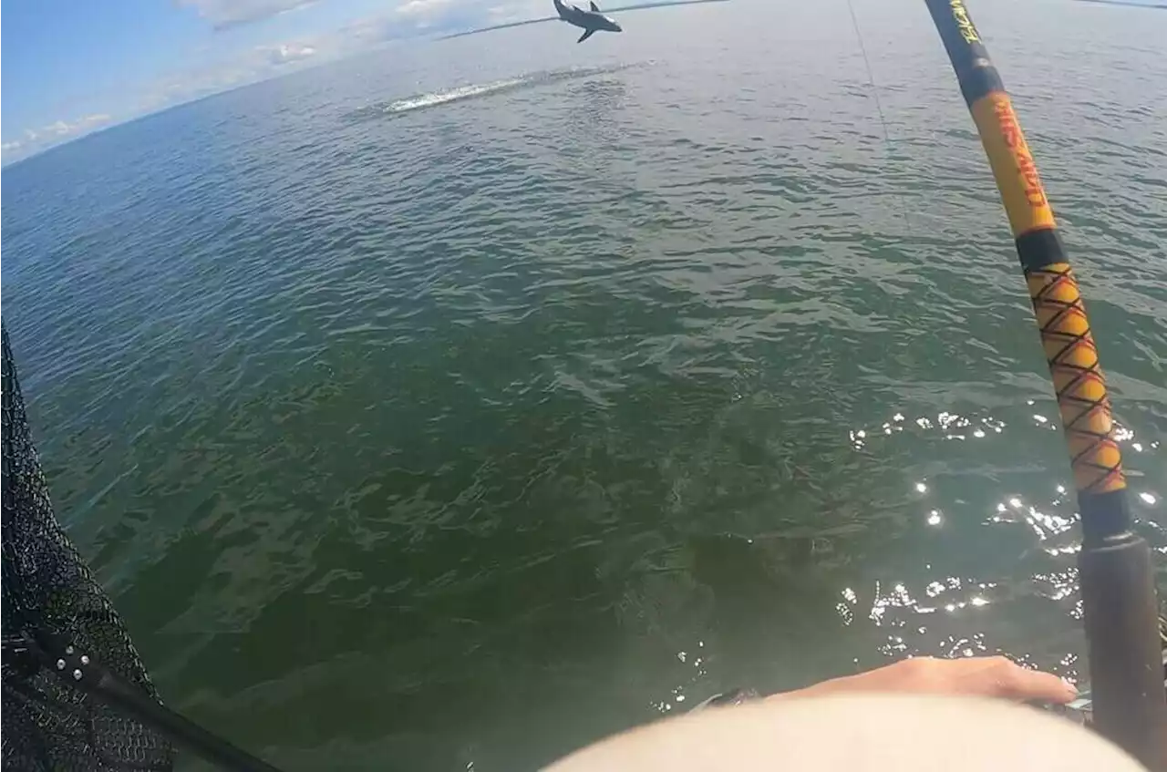 Retired Air Force Sergeant Catches Great White Shark While Kayaking