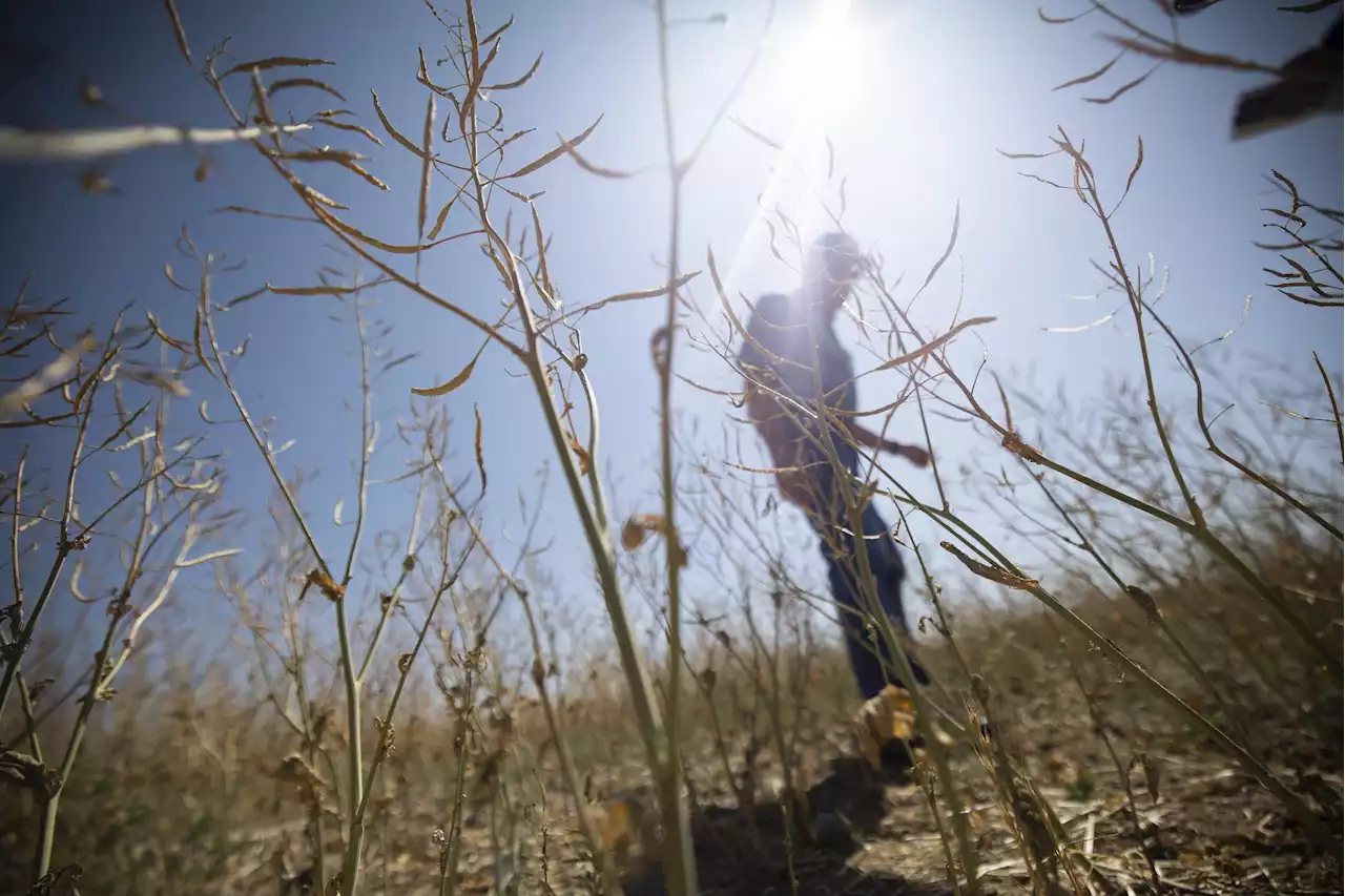 Sask. farmers suffering the cumulative effect of multiple dry years