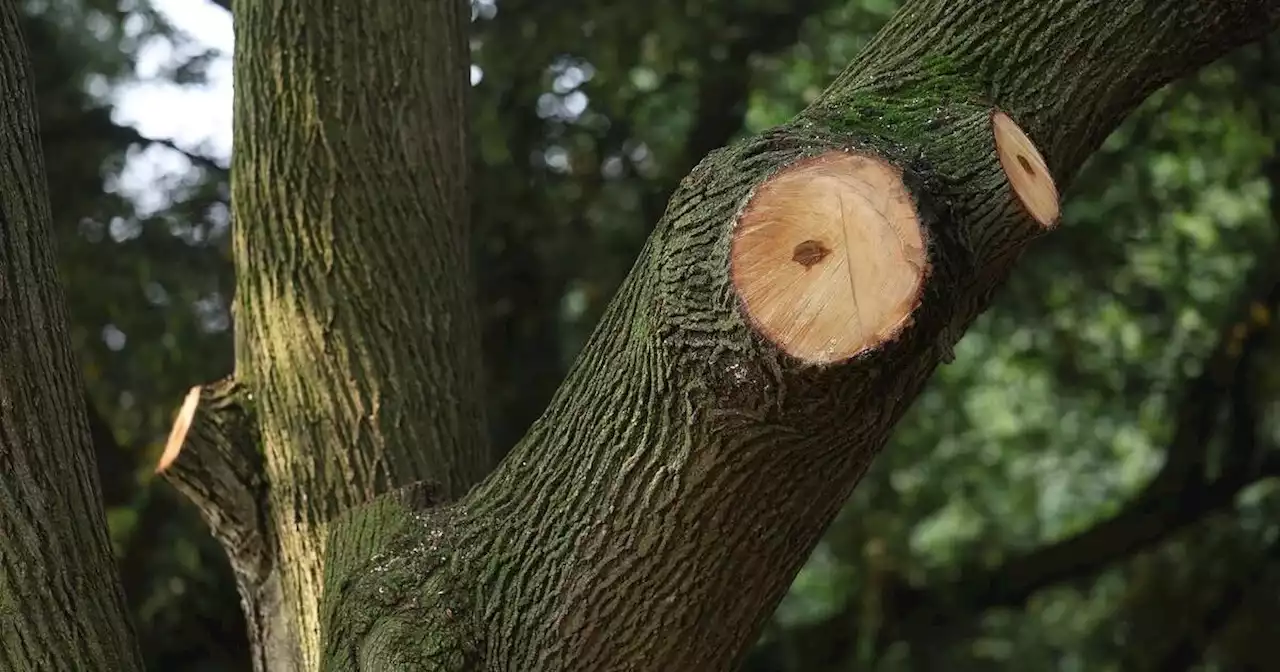 Arborist Warns City of Dangerous Trees