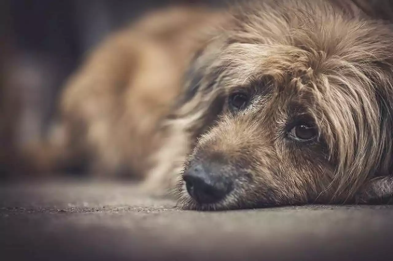 Bom Pra Cachorro: Lei que proíbe venda de animais em pet shops e sites é aprovada na Alesp