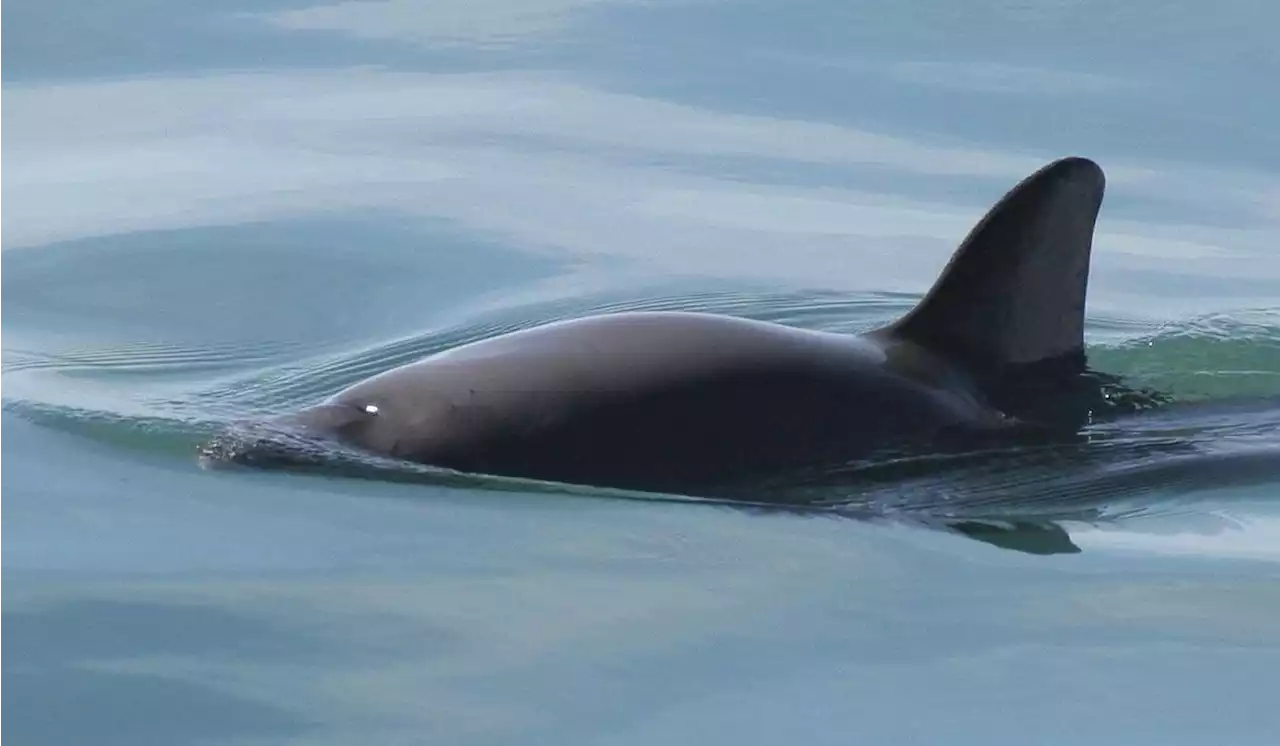 Vaquita porpoise faces extinction, warns whaling group