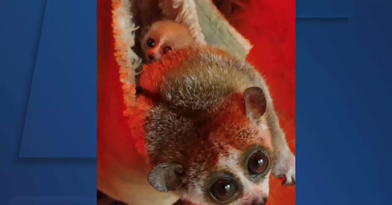 Cleveland Metroparks Zoo welcomes baby pygmy slow loris