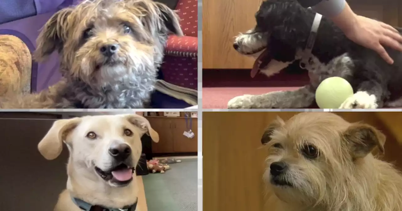 Meet the dogs of the Cuyahoga County Courthouse