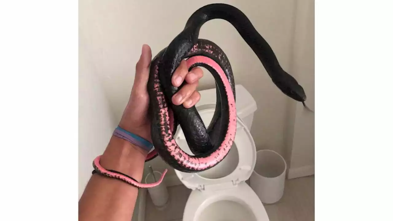 Snake in a toilet: Slithering visitor to Arizona home camps out where homeowner least expects it