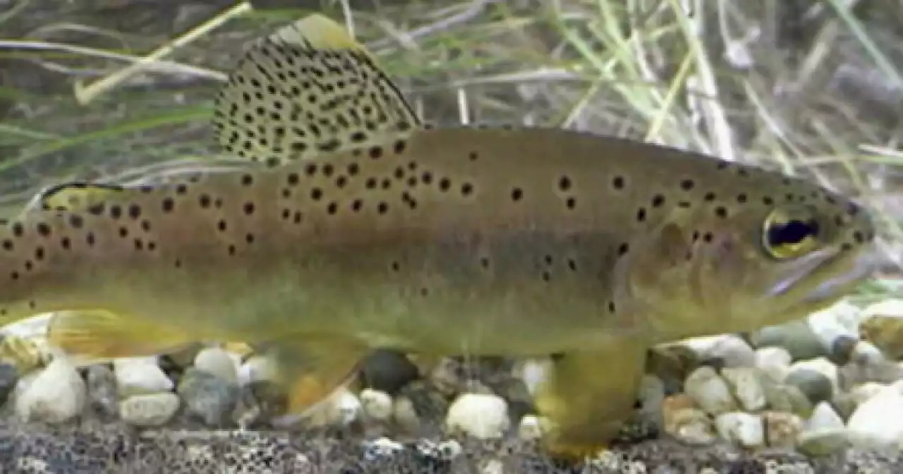 Arizona state fish, the Apache trout, is no longer considered endangered