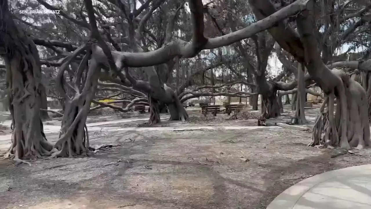 Man records Maui destruction, comes across historic Banyan tree still standing