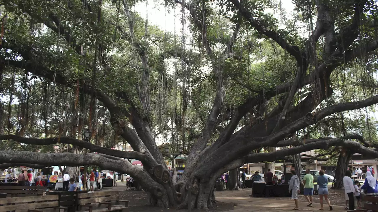 Ring by ring, majestic banyan tree in heart of fire-scorched Lahaina chronicles 150 years of history