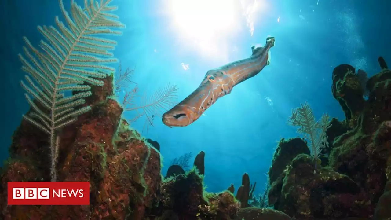 Os peixes que se escondem atrás de outros para caçar - BBC News Brasil