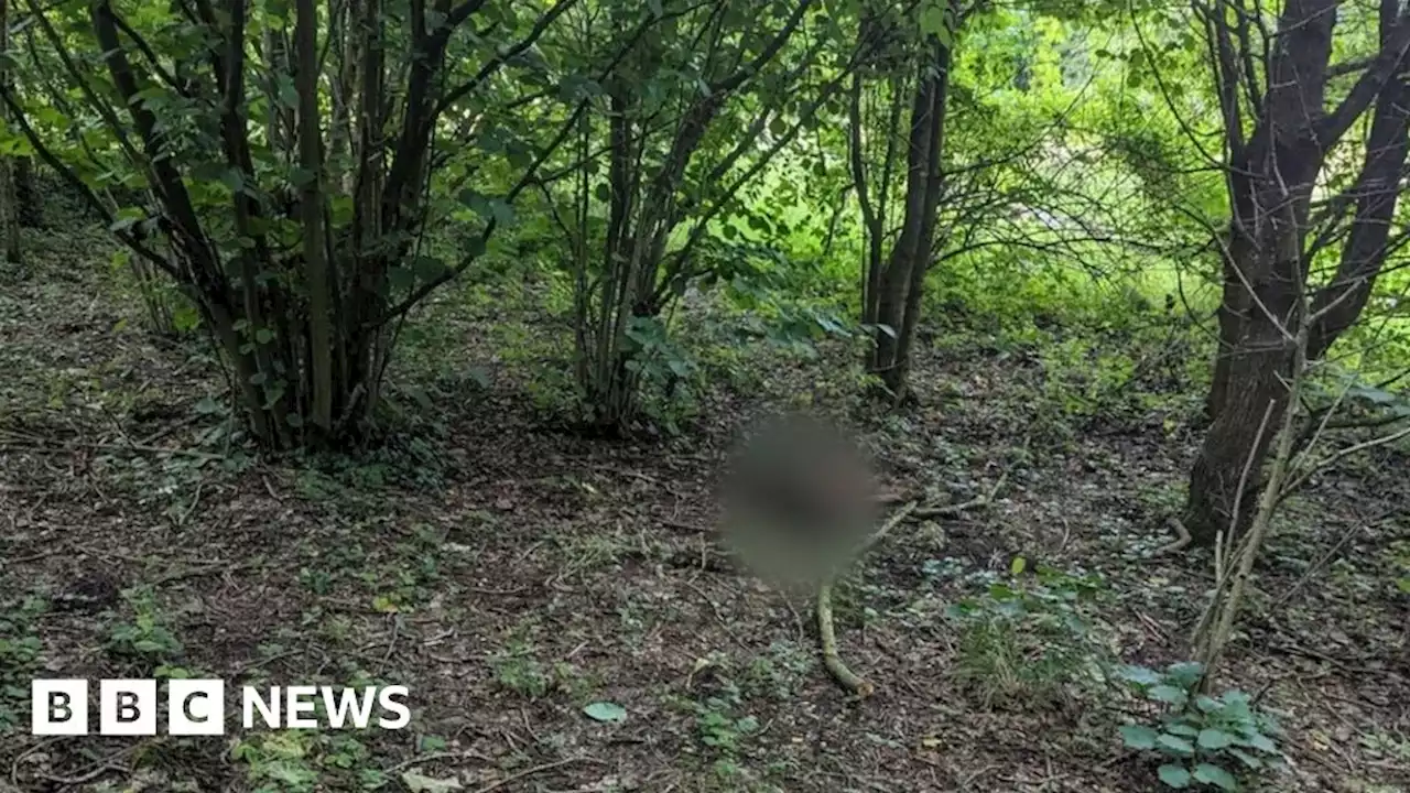 Appeal after body of dog discovered in Leicester park