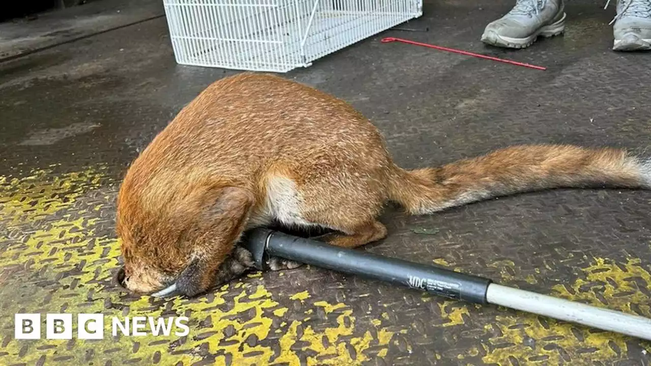 Fox in a fix rescued from hole in floor in Birmingham