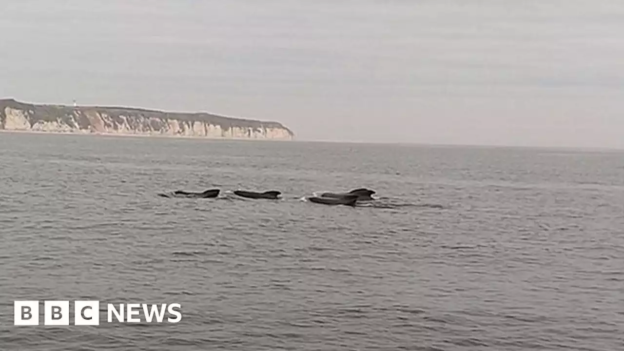 Pilot whales at Flamborough monitored over stranding fears