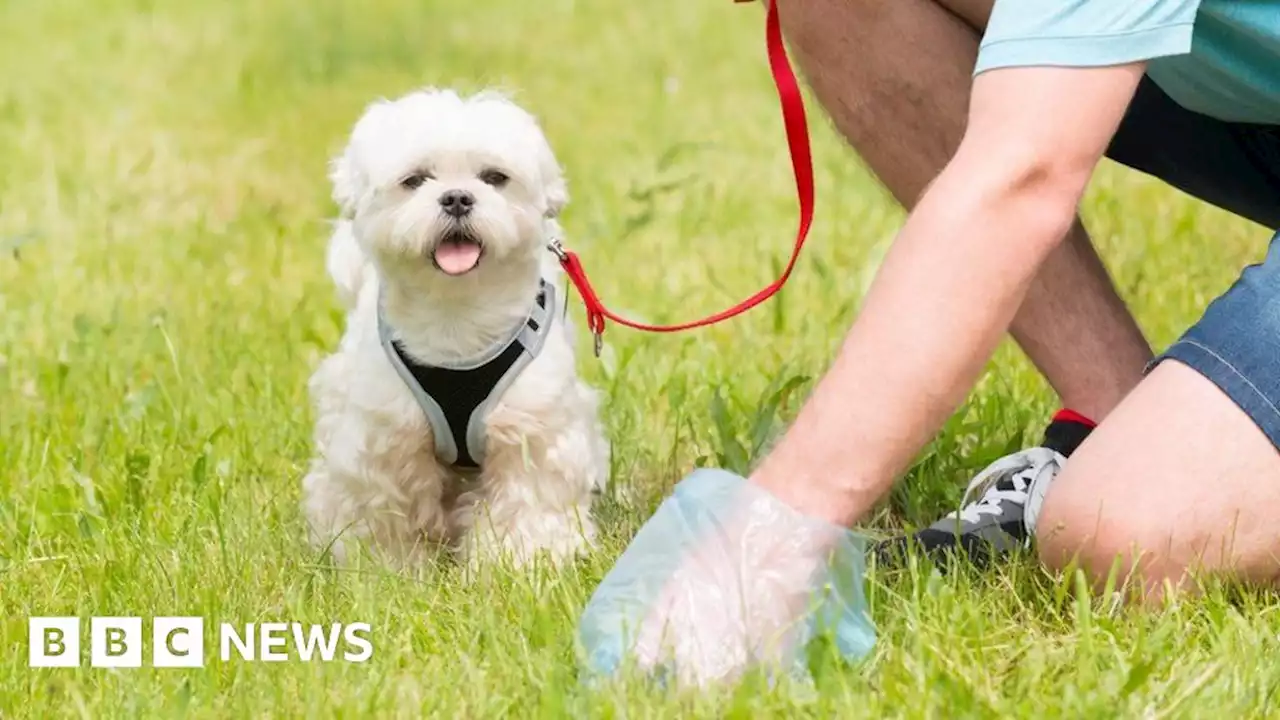 Dog fouling: Belfast City Council members vote to raise fines