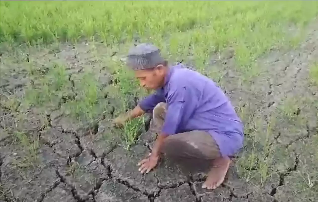 Kekeringan, Puluhan Hektare Sawah di Polewali Mandar Terancam Gagal Panen