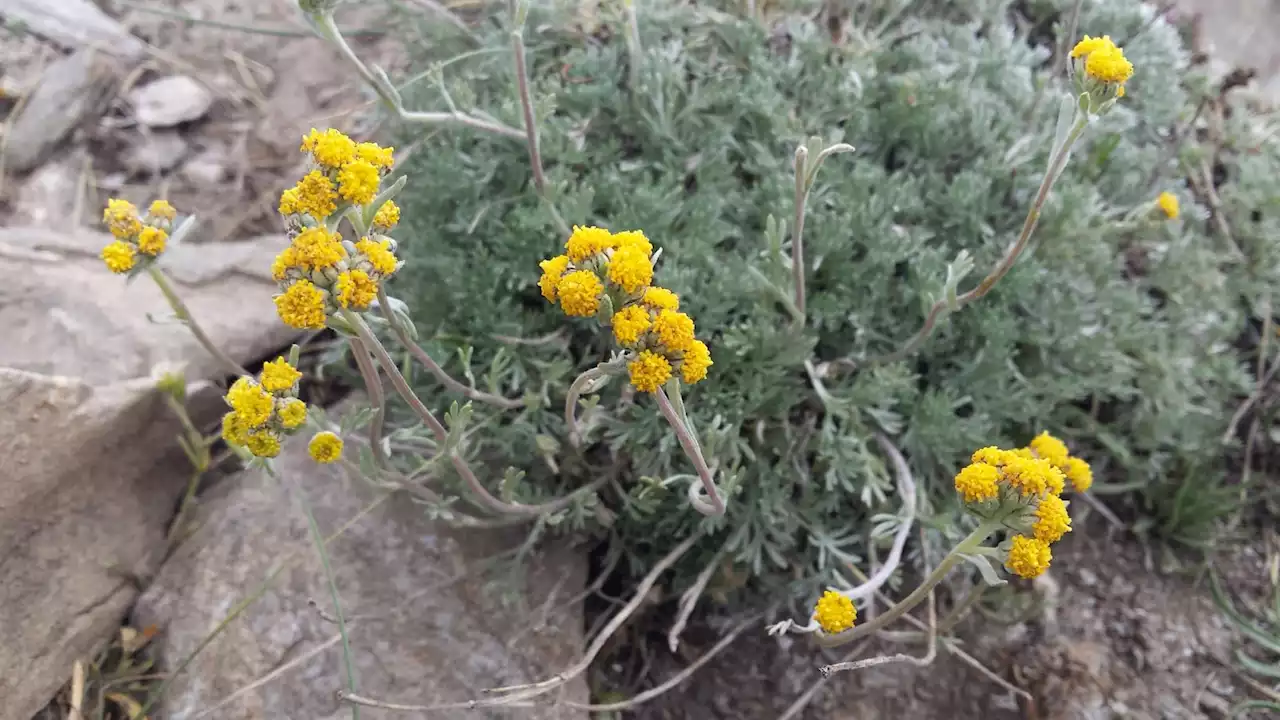 Savoie: près de 9000 brins de génépi et fleurs d'edelweiss saisis sur des randonneurs