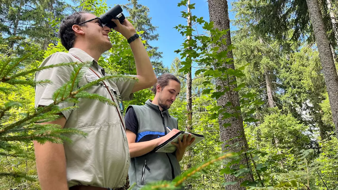 Allgäu: Wie der Klimawandel dem Wald zu schaffen macht