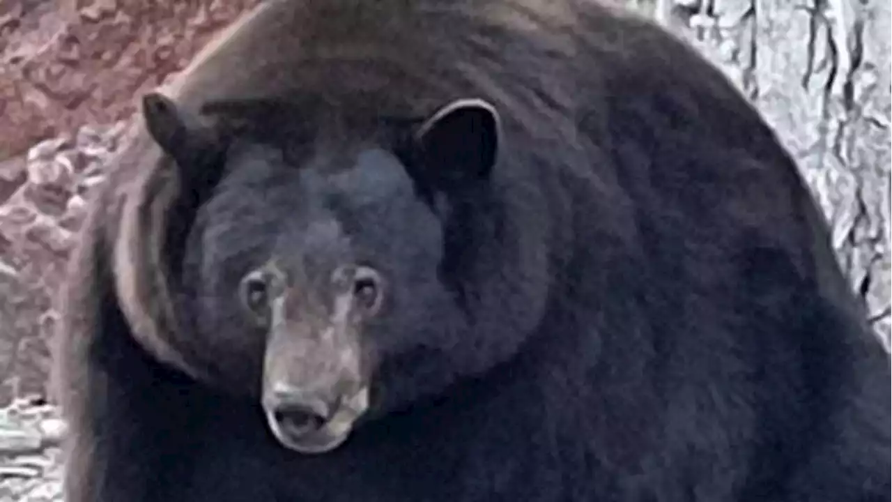 Marion McKeone: Black bear Henrietta’s extraordinary life on the lam has a much-needed happy ending