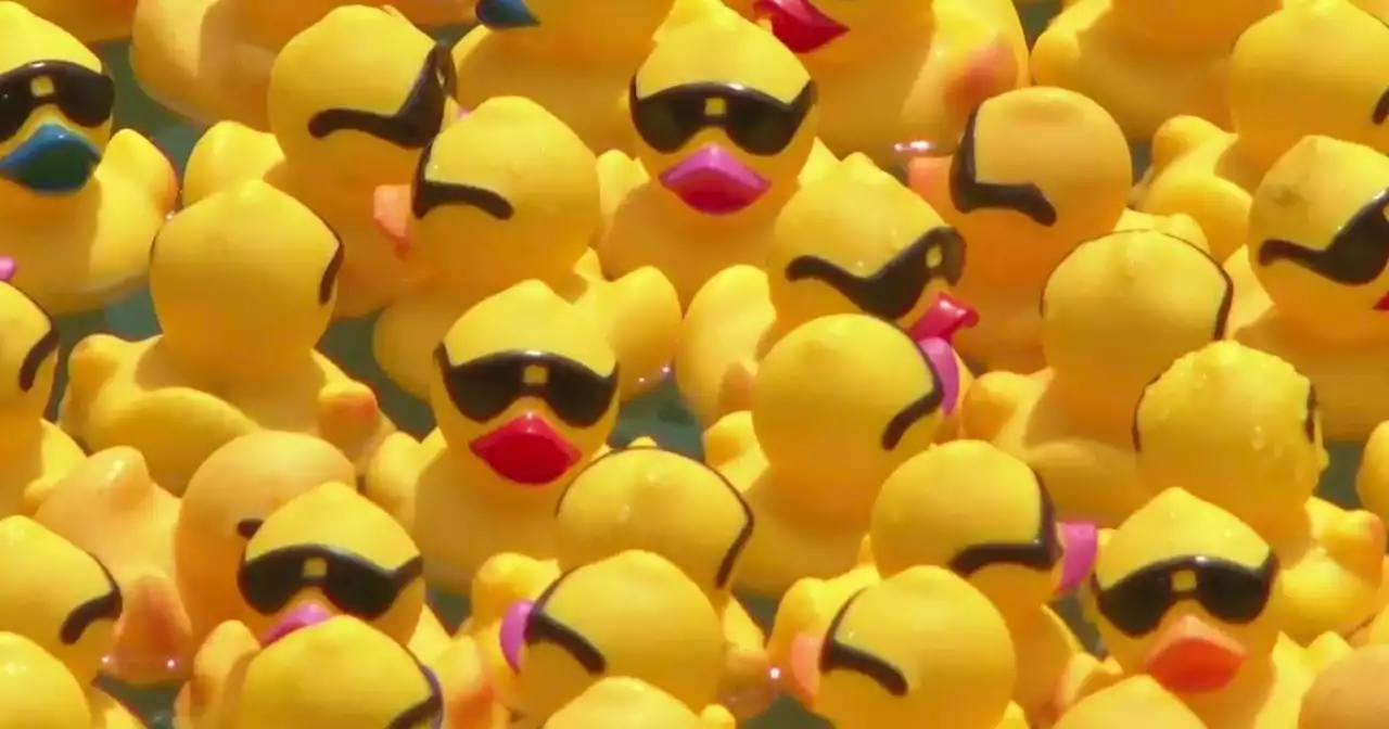 Duck Derby takes over Chicago River for a good cause