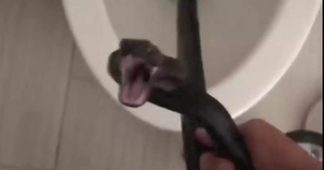 Video shows hissing snake found in Arizona woman's toilet: 'My worst nightmare'