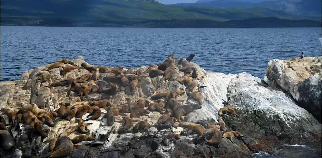 Primer caso en el país: murieron 21 lobos marinos por gripe aviar en Tierra del Fuego