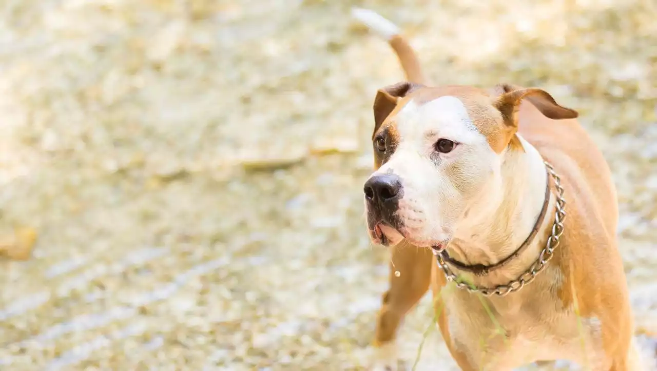 Lauenburg: American Staffordshire Terrier verletzt Männer während Schlägerei schwer