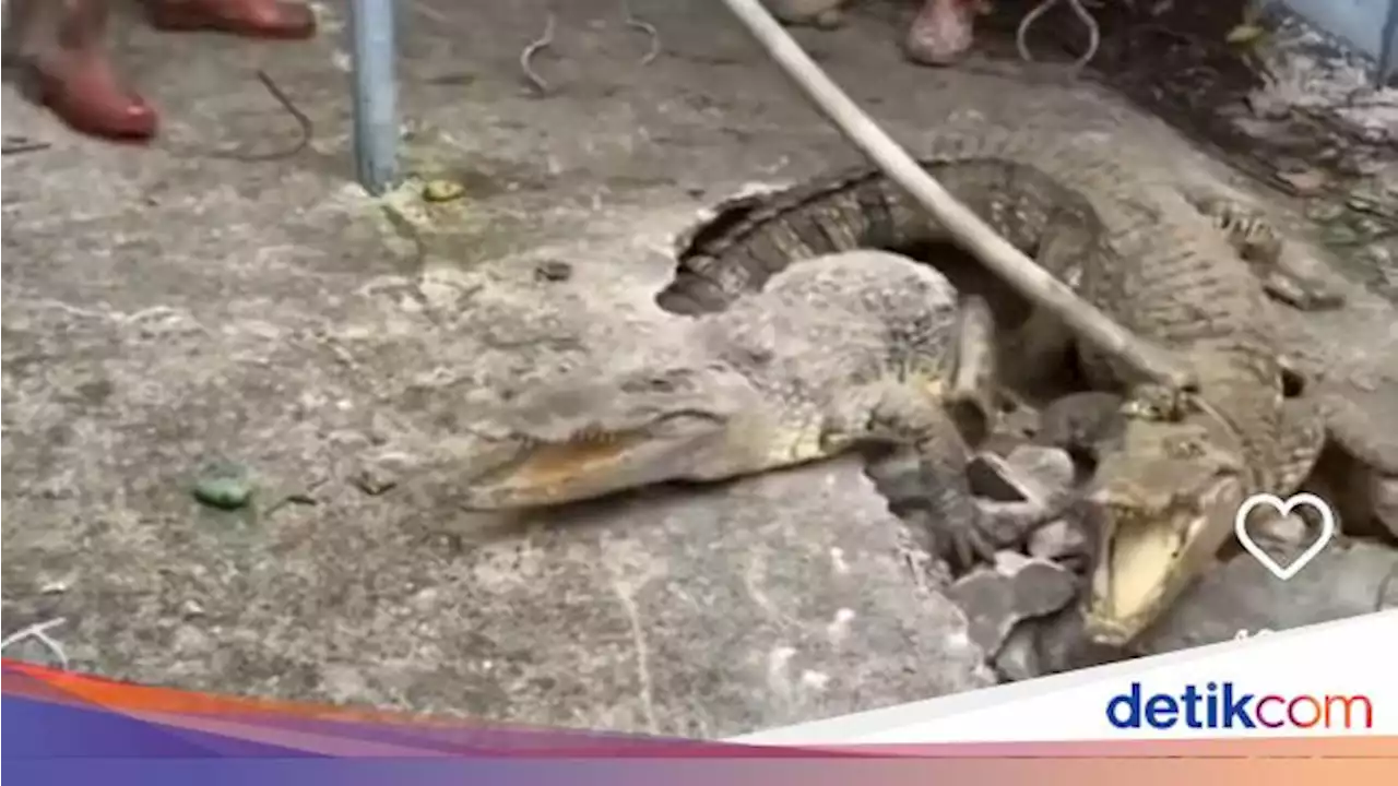 Alasan Buaya hingga Hewan Liar Muncul di Lingkungan Rumah