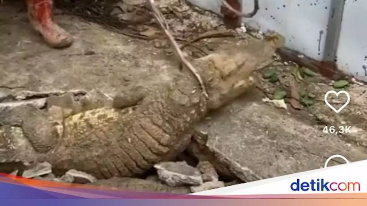 Buaya Keluar dari Beton, Ular hingga Biawak Nongol dari Lubang WC