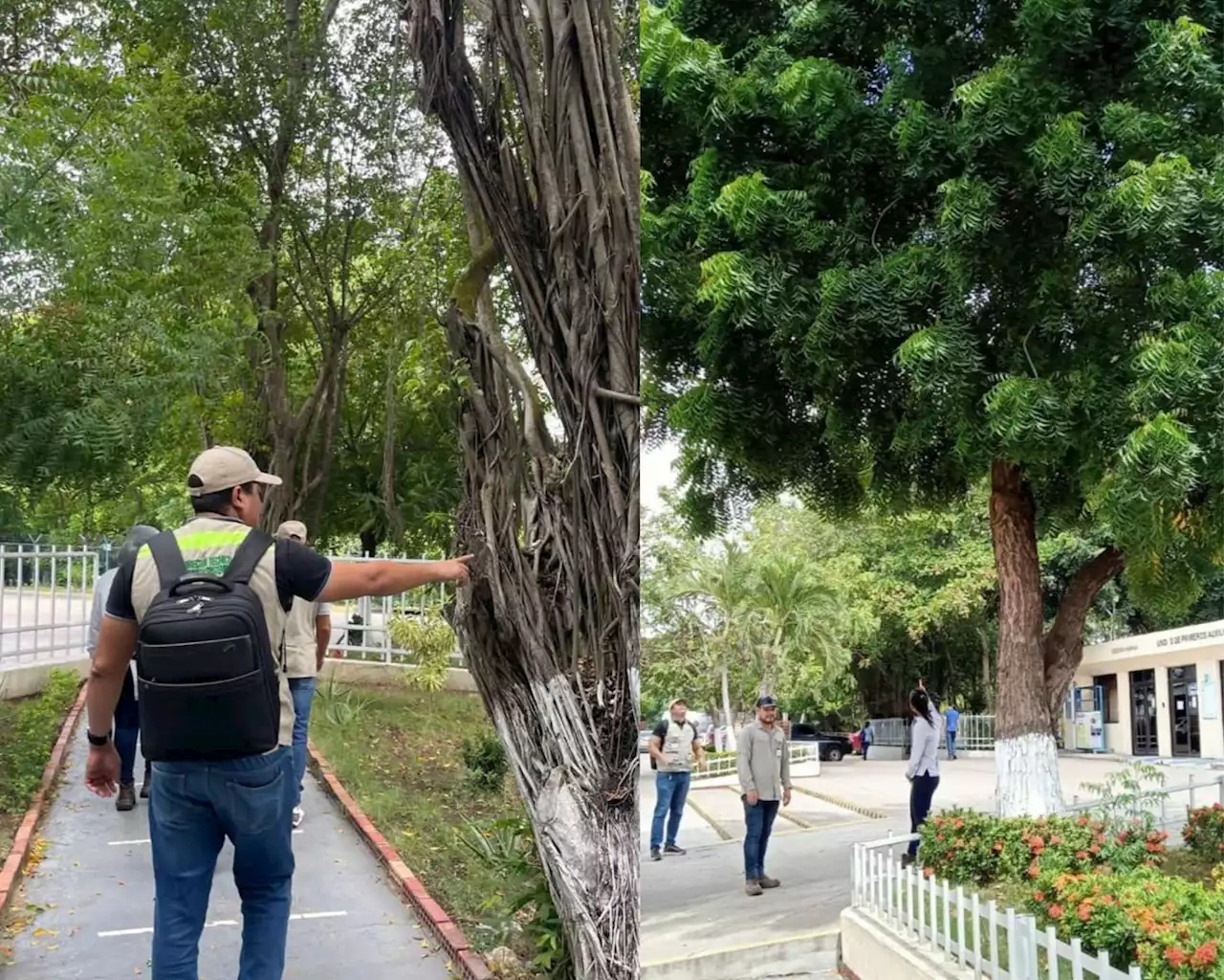 Indignante video: en Cartagena multan a empresa por arrancar polluelos de los árboles