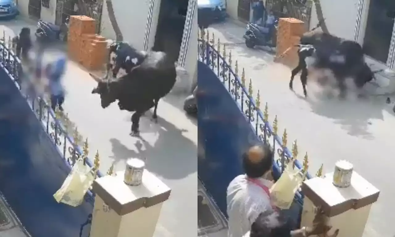 Video: una vaca embistió a una menor en la India; el dueño del animal fue arrestado