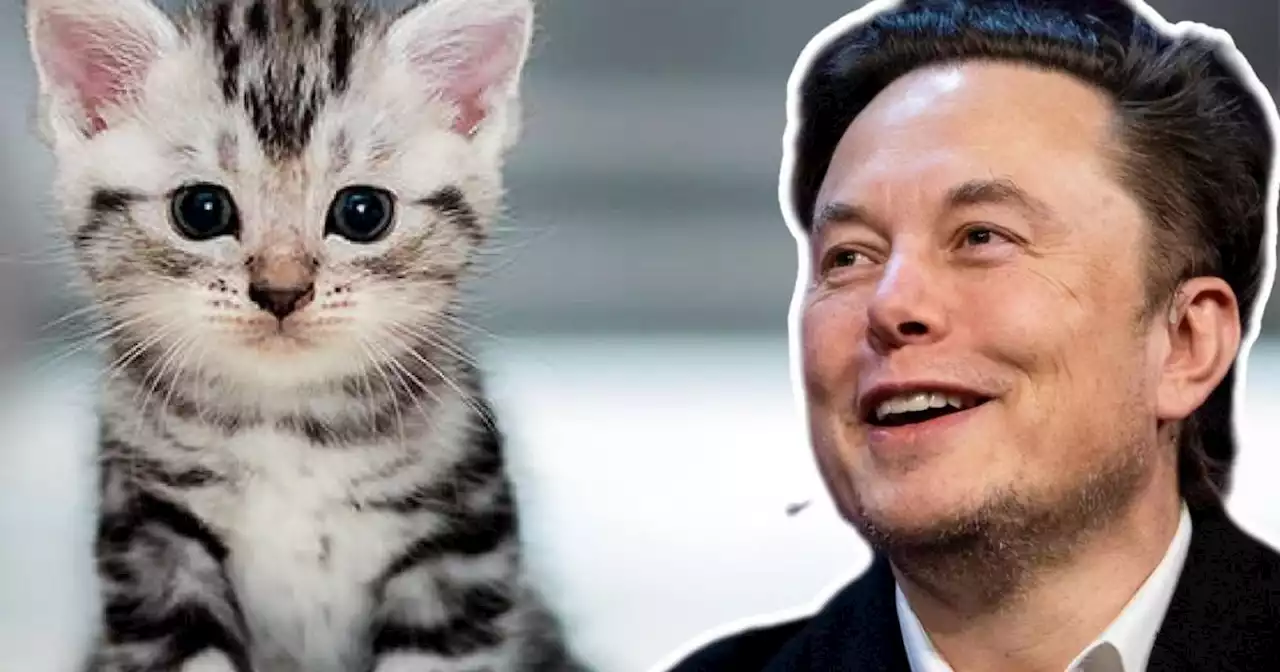 Elon Musk crea un nuevo negocio: camas de Tesla para gatos