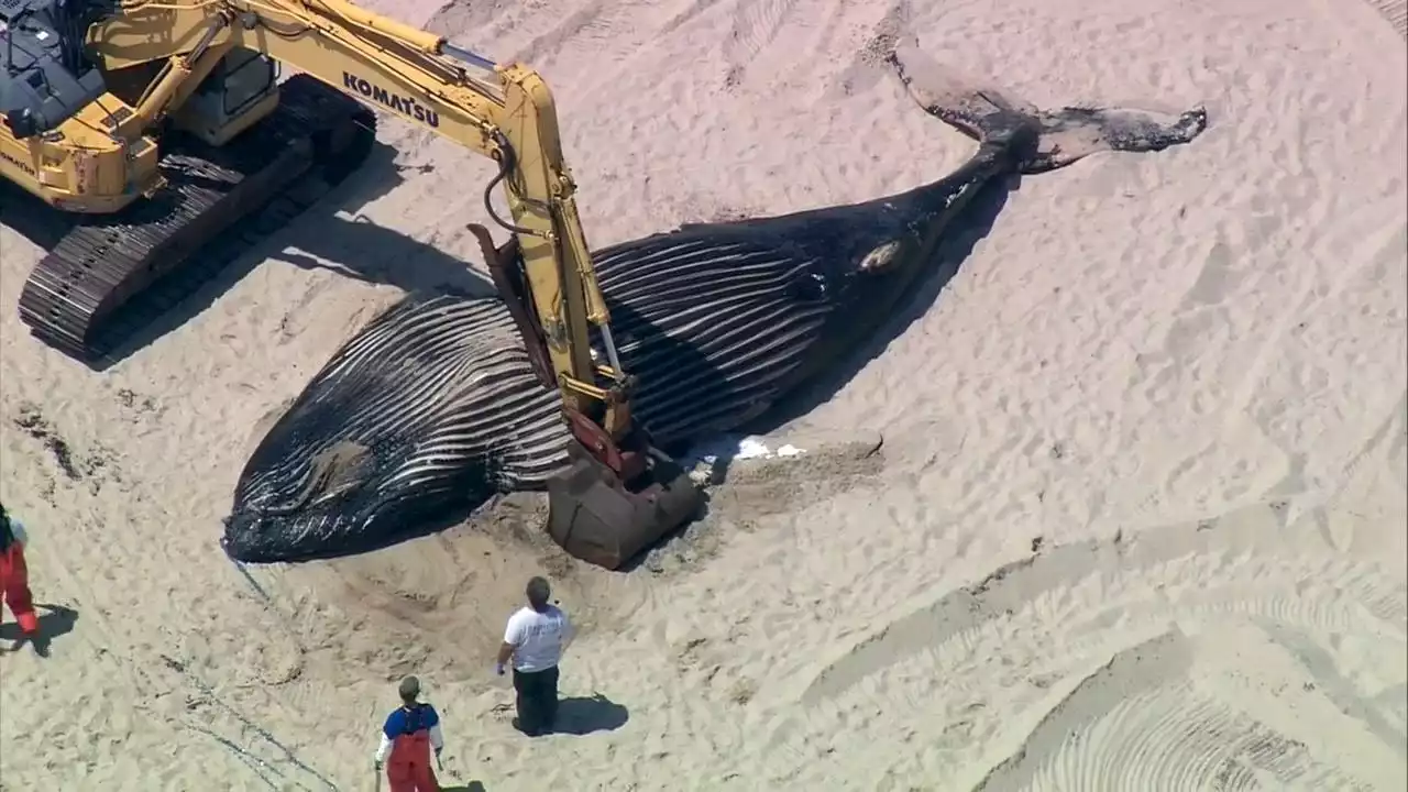 Officials investigate dead whale washed ashore on Long Island