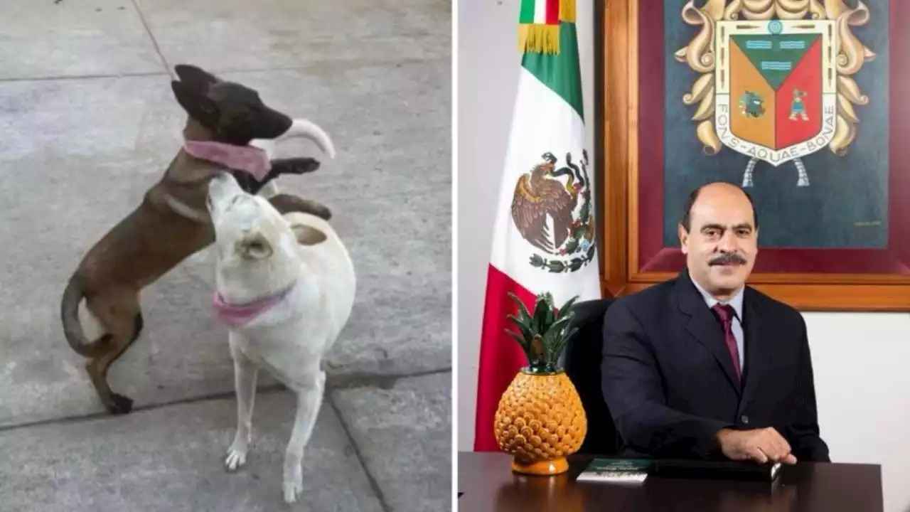 Alcalde de Michoacán explica por qué le disparó a dos perritos: piden justicia para 'Buba' y Canela'