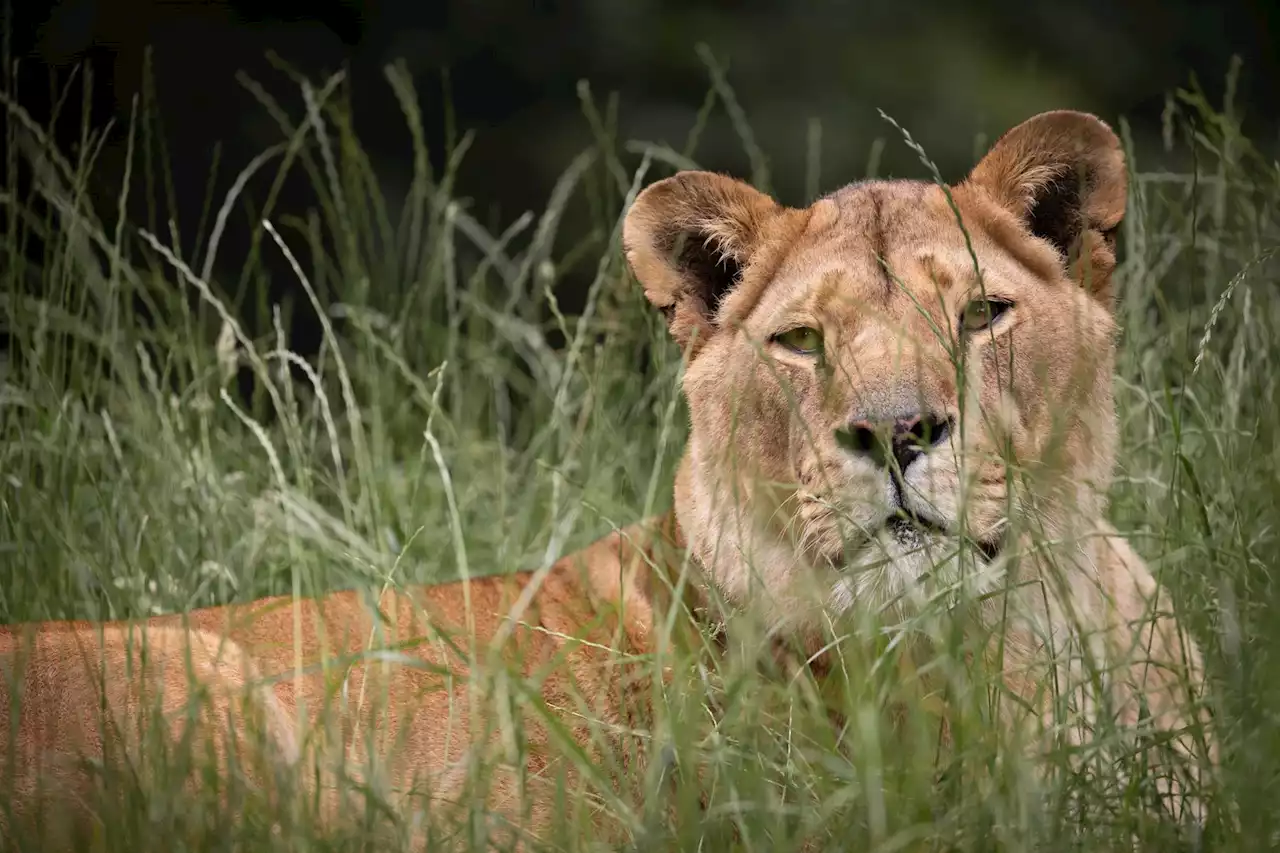 World Lion Day celebrates the king of the jungle