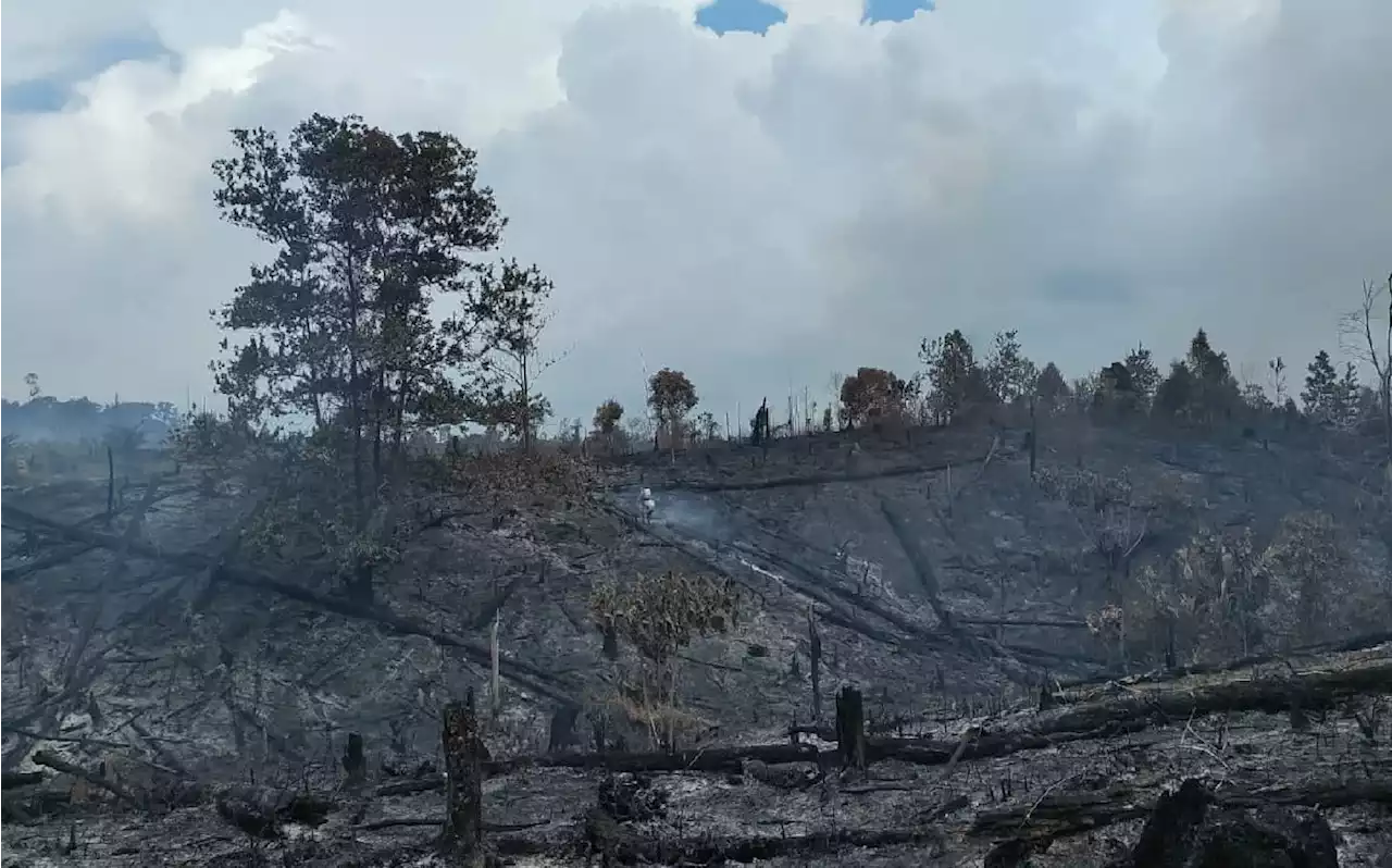 Diduga Merambah dan Bakar Hutan Lindung TNTN Riau, 2 Pria Ini Ditangkap Polisi